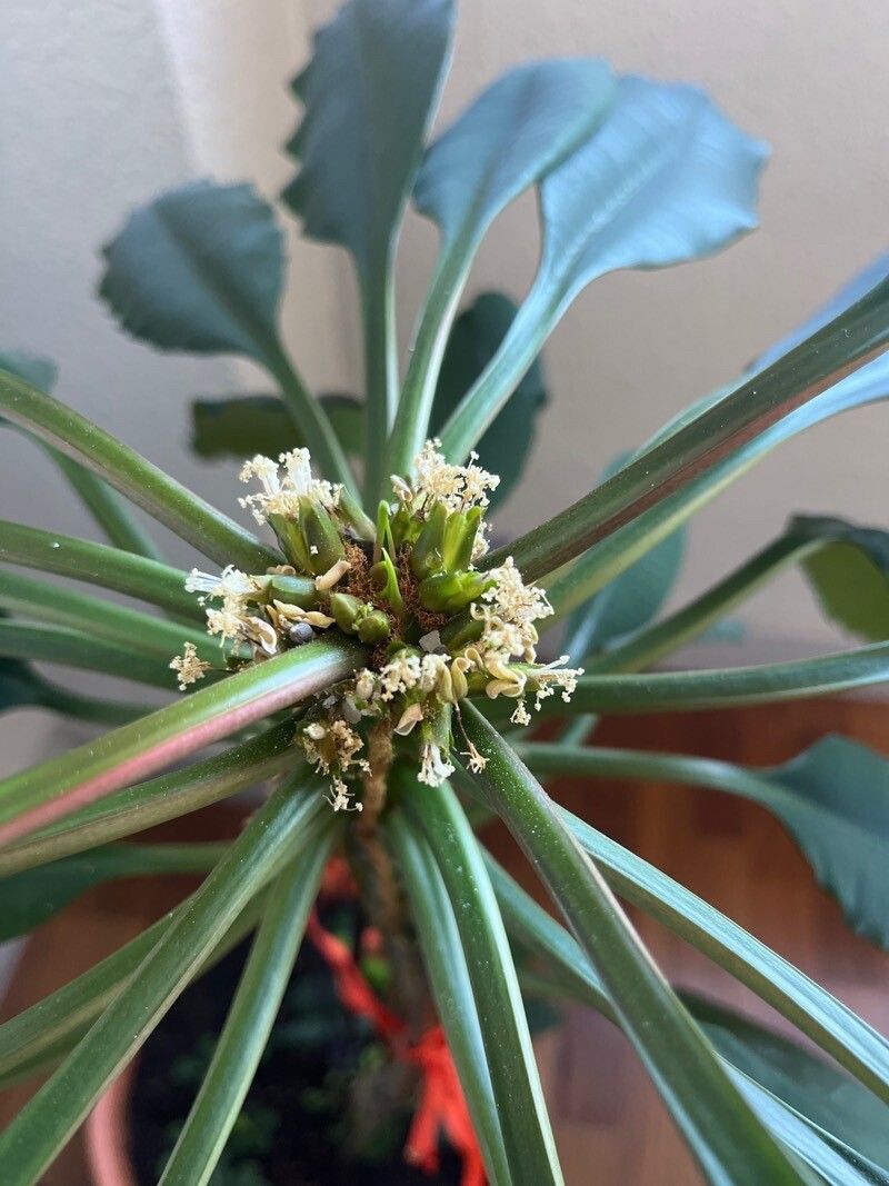 Euphorbia canuti flower