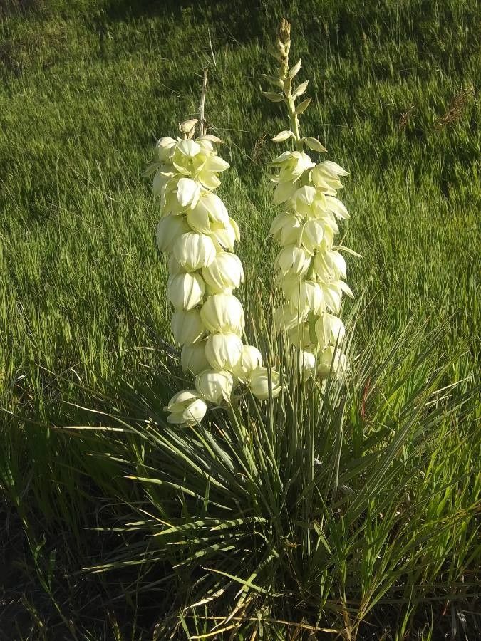 Yucca glauca flower