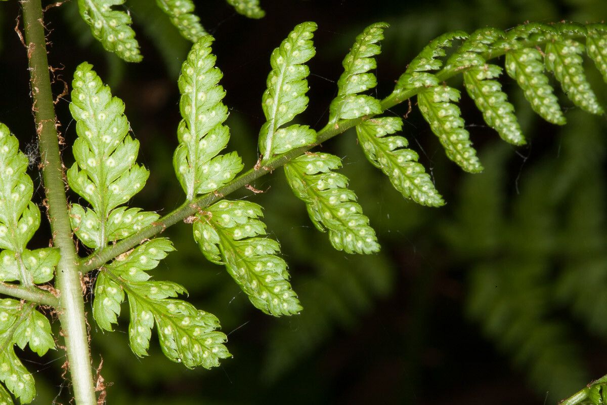 Dryopteris dilatata fruit