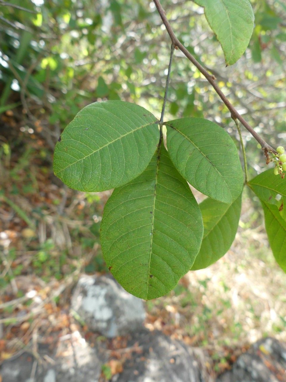 Rhus longipes — search result for 'Burkina Faso'