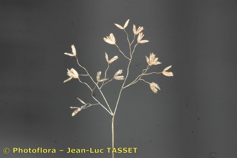 Molineriella minuta flower