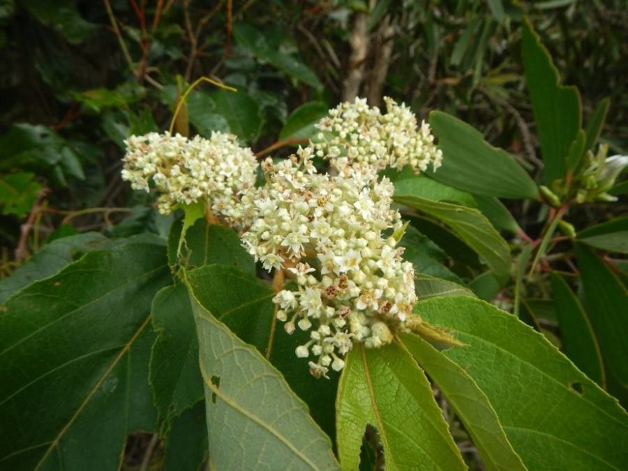 Commersonia bartramia flower