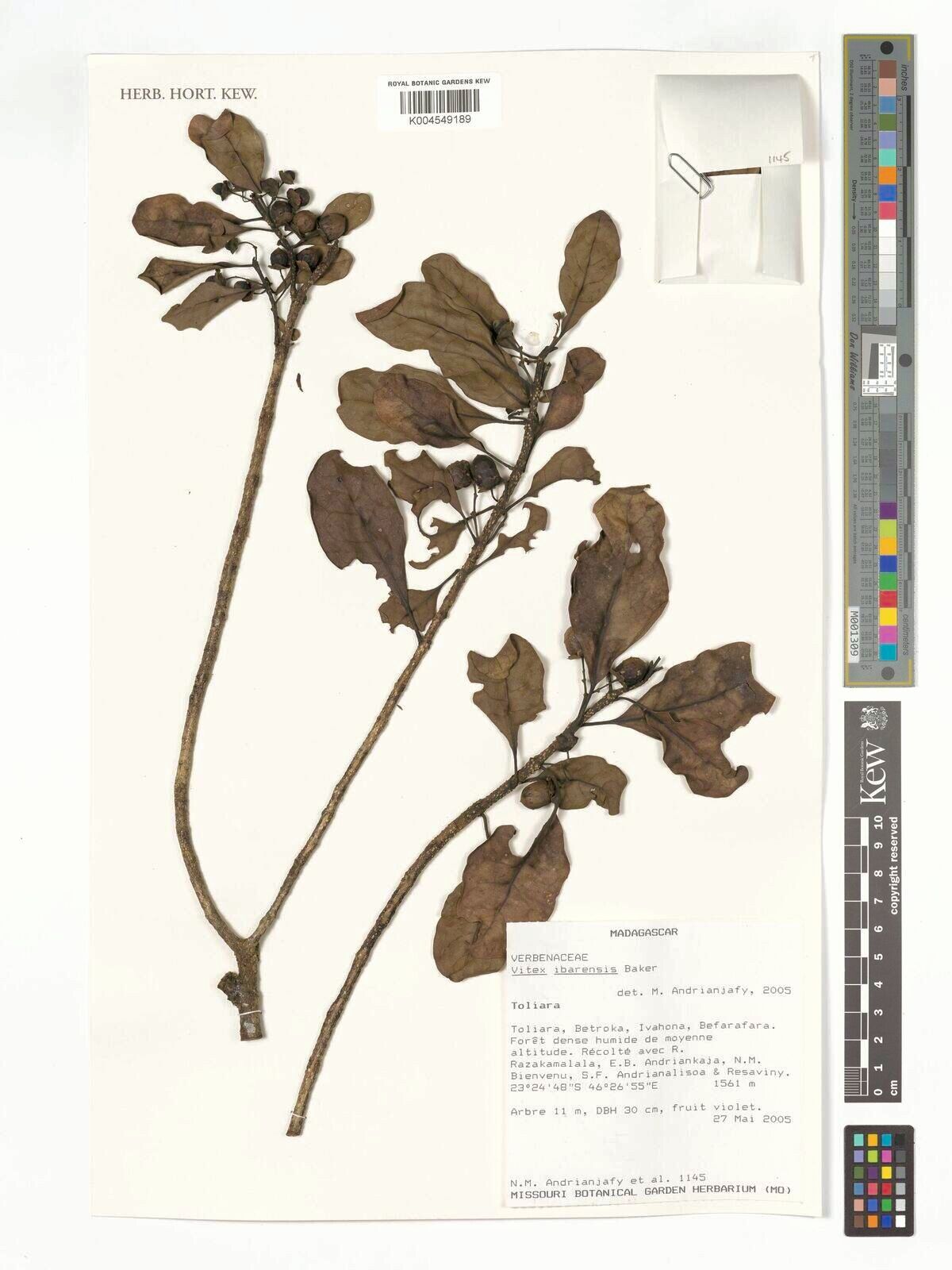 Vitex ibarensis — houseplant care guide