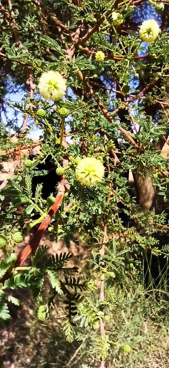 Acacia raddiana flower