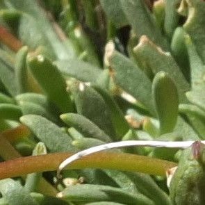 Calandrinia caespitosa — related species from the same genus