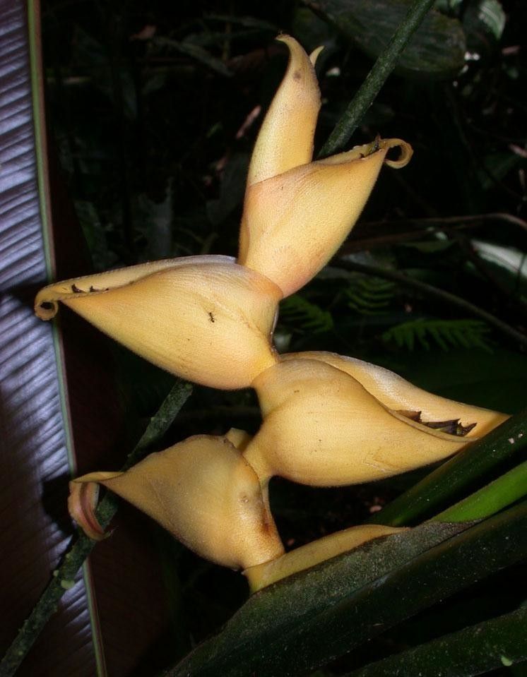 Heliconia umbrophila fruit