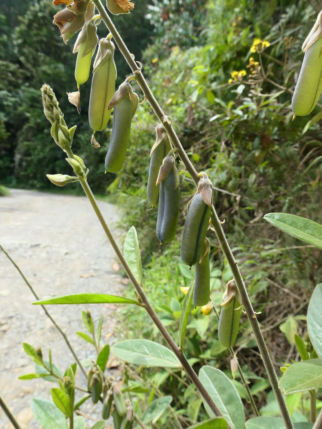 Crotalaria nitens fruit