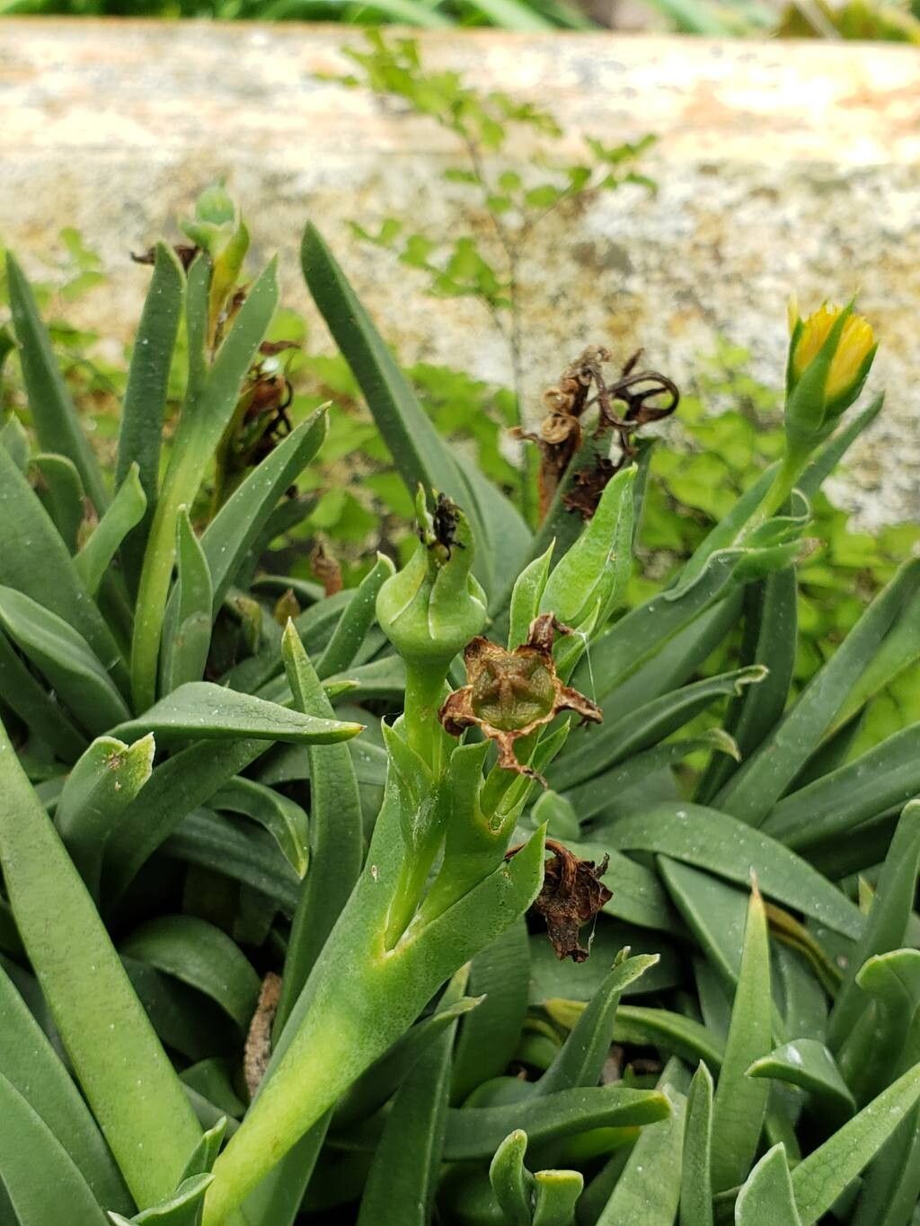 Bergeranthus scapiger fruit