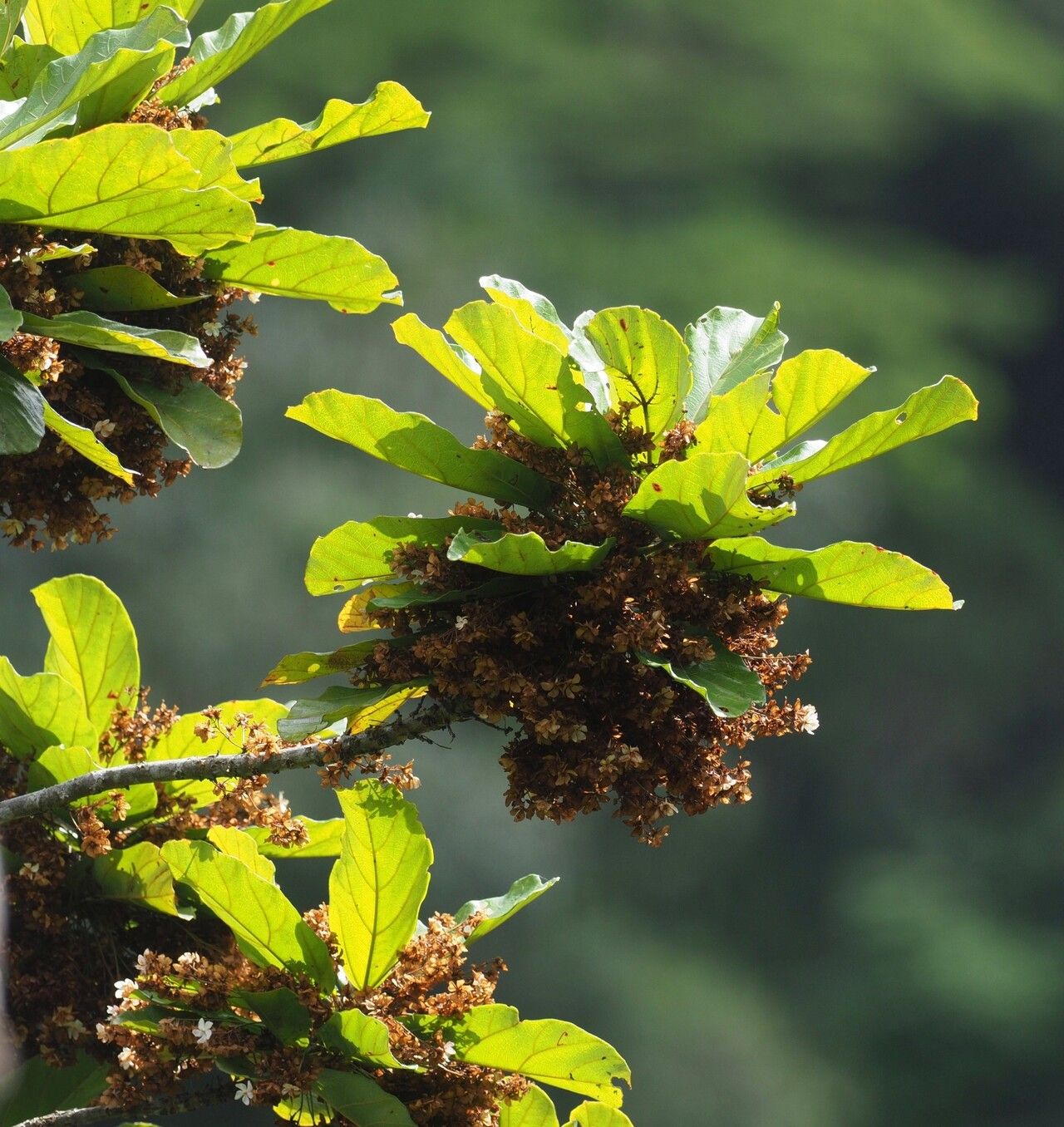 Dombeya marojejyensis habit