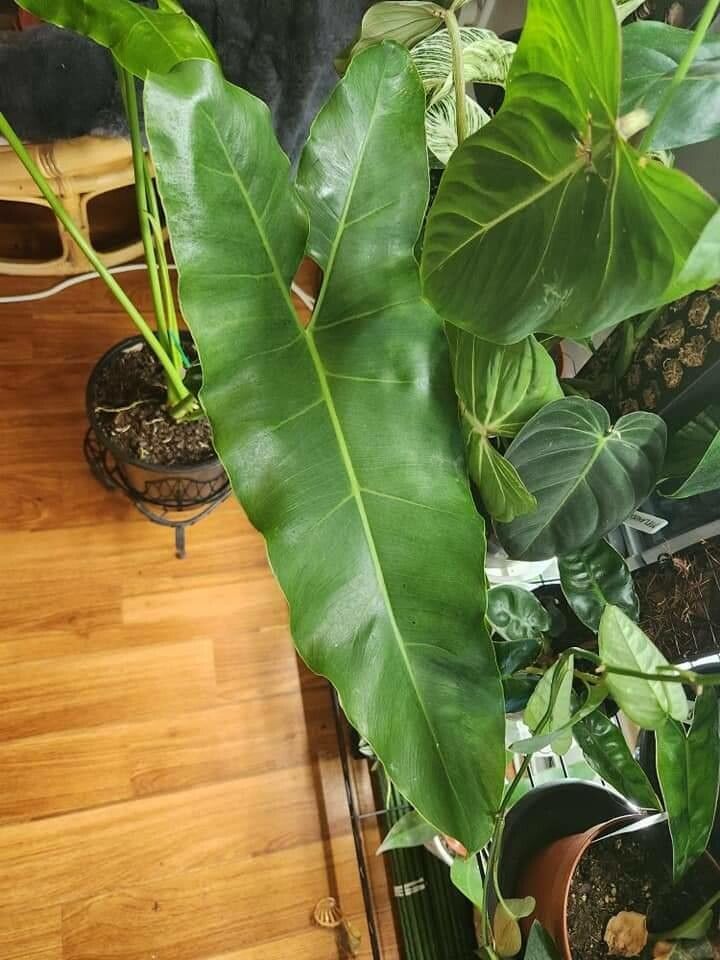 Thaumatophyllum williamsii — search result for 'Thaumatophyllum'