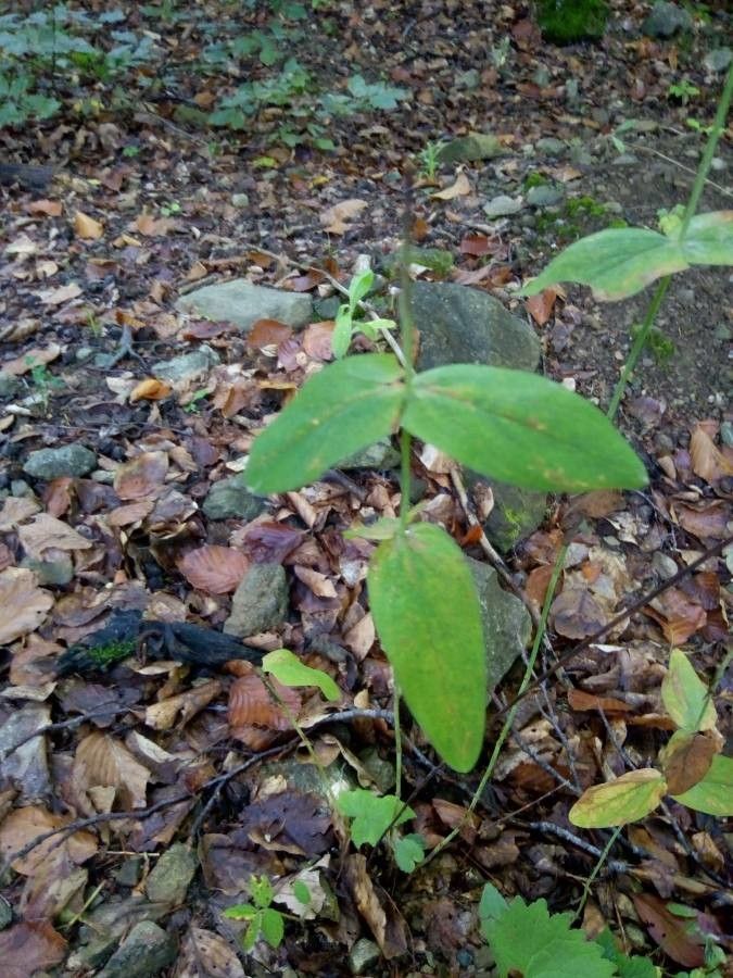 Hypericum montanum leaf
