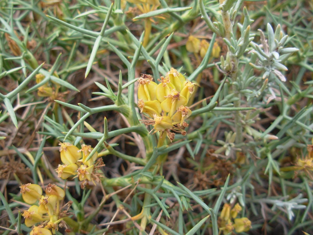 Mulinum spinosum fruit