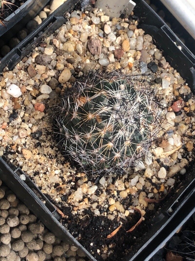 Coryphantha nickelsiae — search result for 'Anemone'
