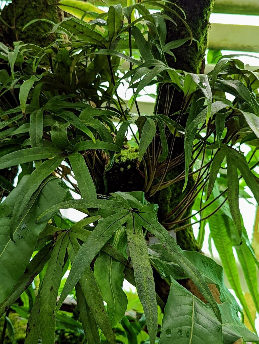 Pyrrosia polydactyla leaf