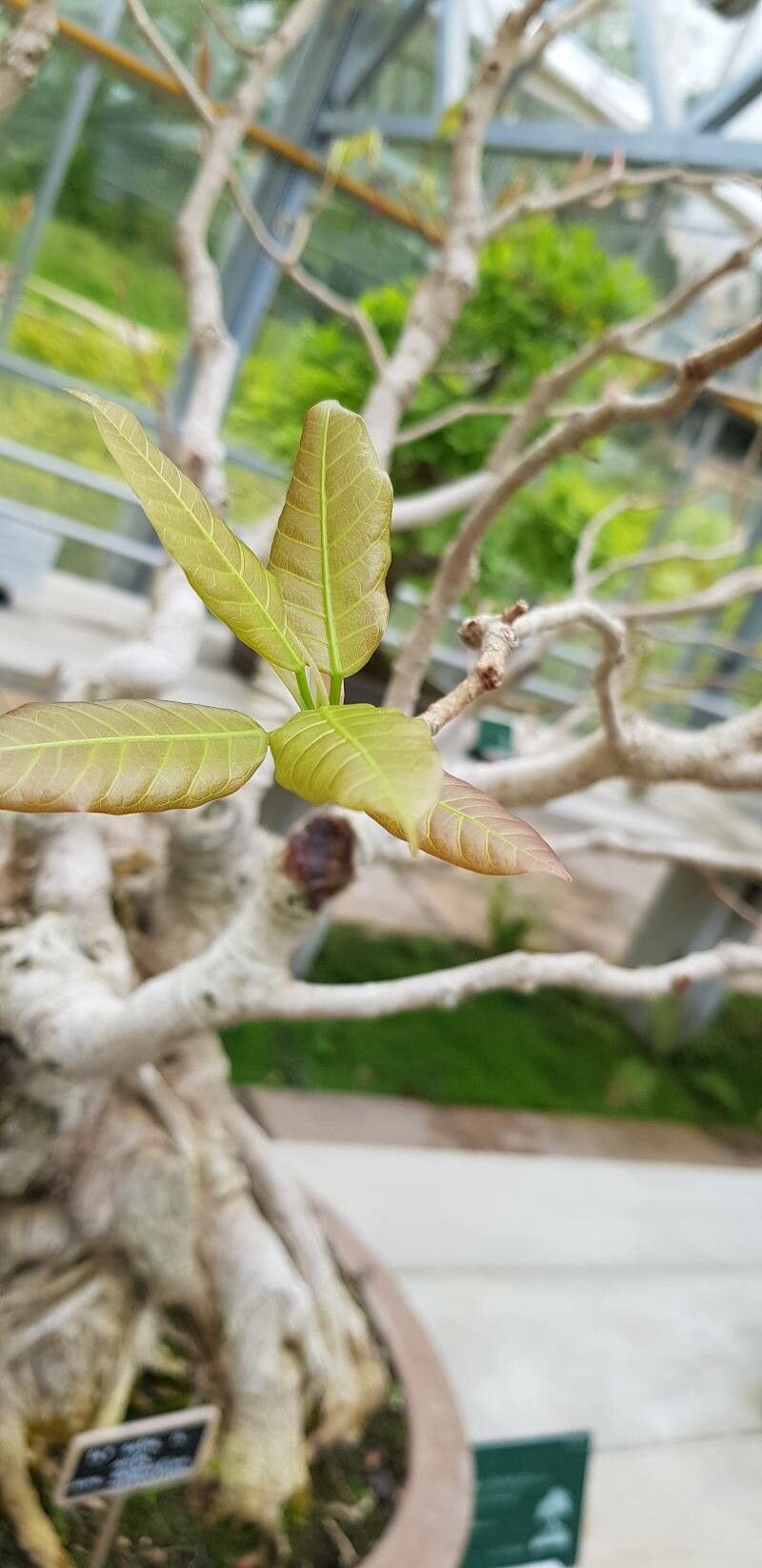 Ficus henryi — houseplant care guide