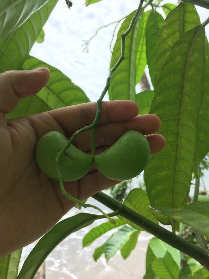 Tabernaemontana alba fruit