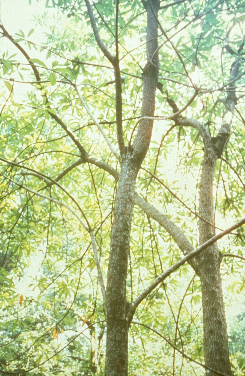 Ochrosia coccinea bark