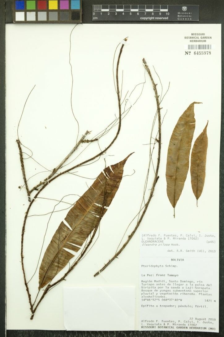 Oleandra pilosa other