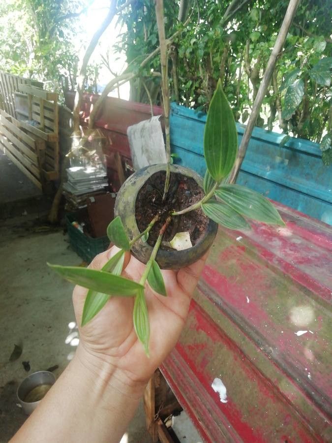 Sobralia chrysostoma leaf