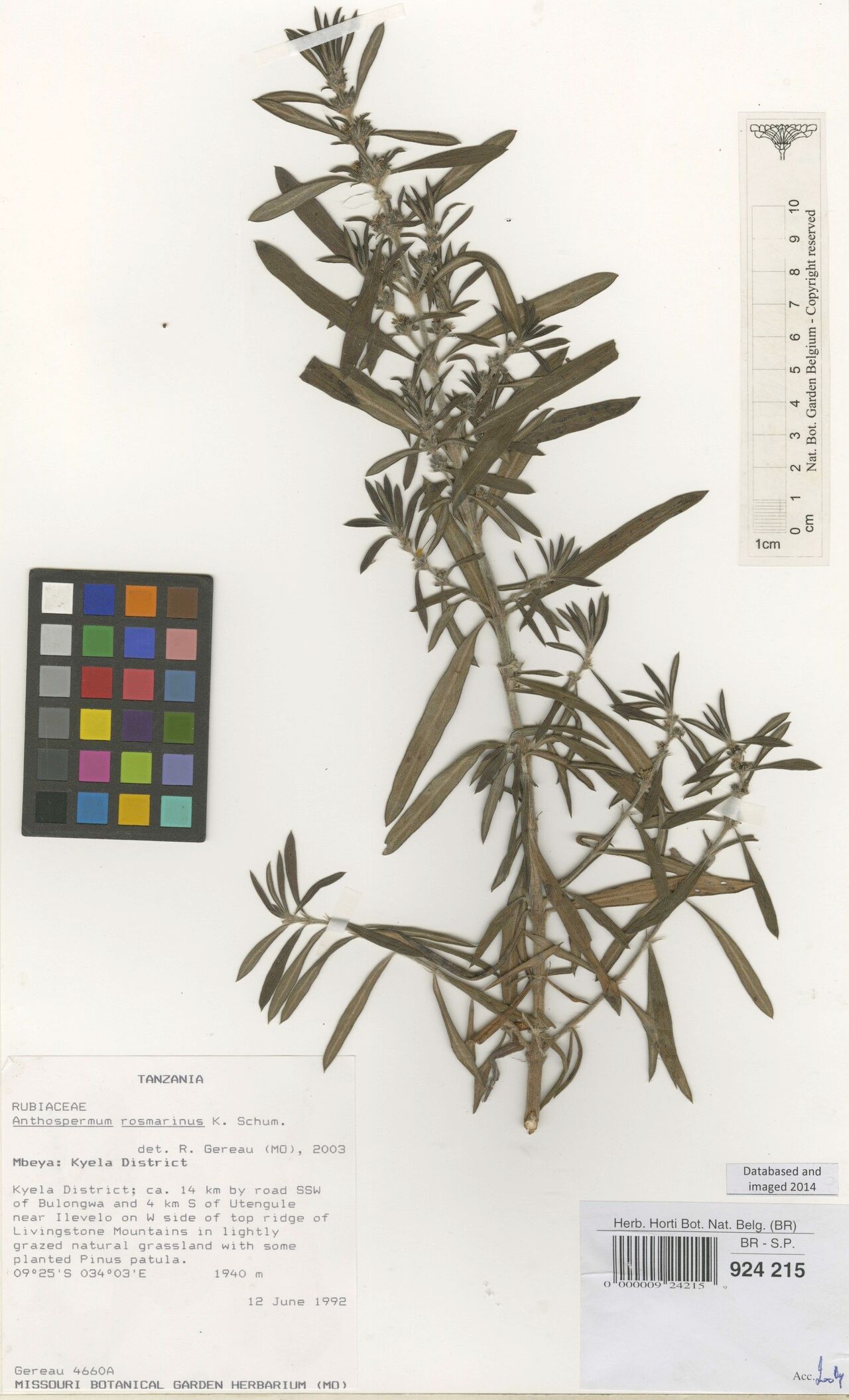 Anthospermum rosmarinus — search result for 'Rosmarinus'