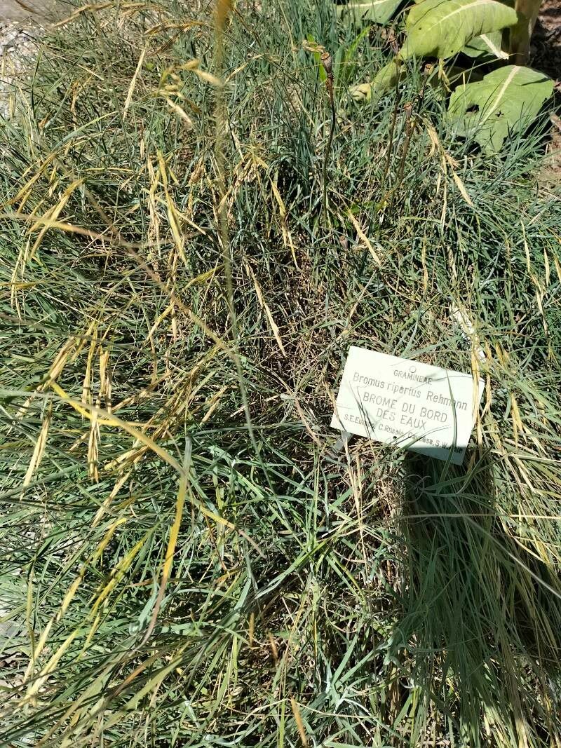 Bromopsis riparia — houseplant care guide