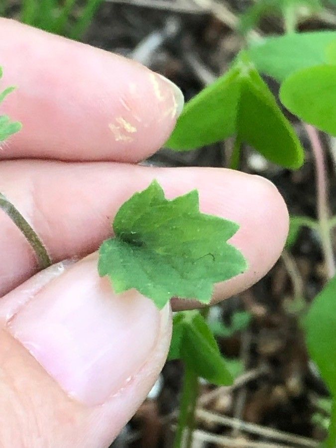 Phacelia nashiana leaf
