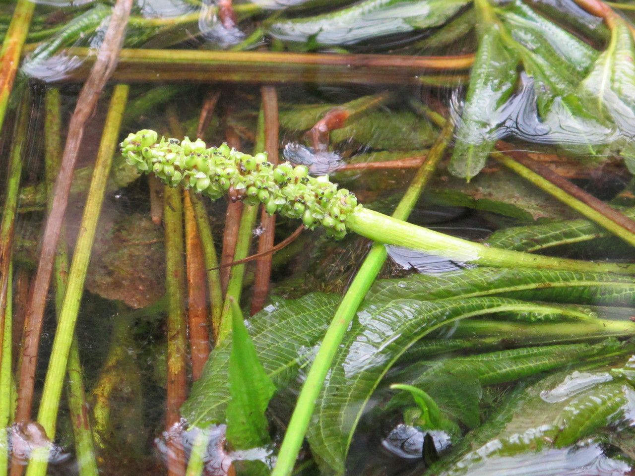 Potamogeton lucens fruit