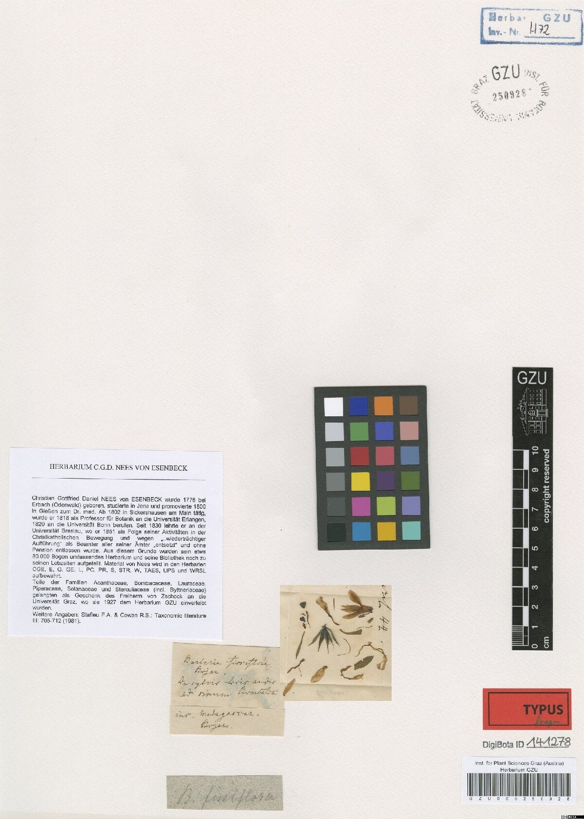 Barleria fissiflora — houseplant care guide