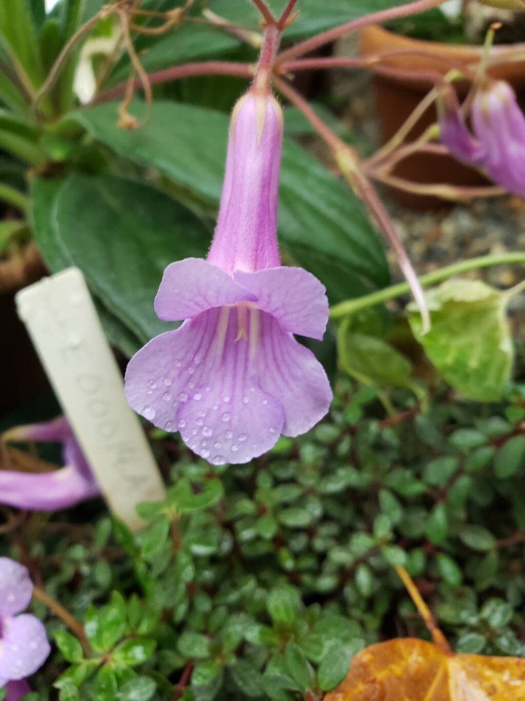 Primulina longgangensis flower
