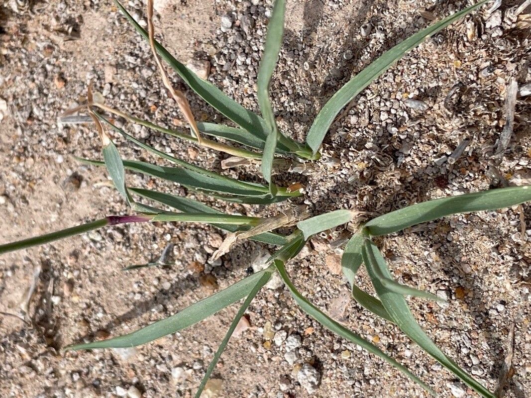 Sporobolus spicatus — houseplant care guide