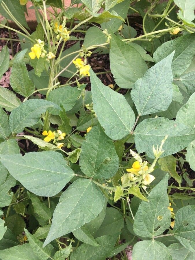 Vigna radiata flower