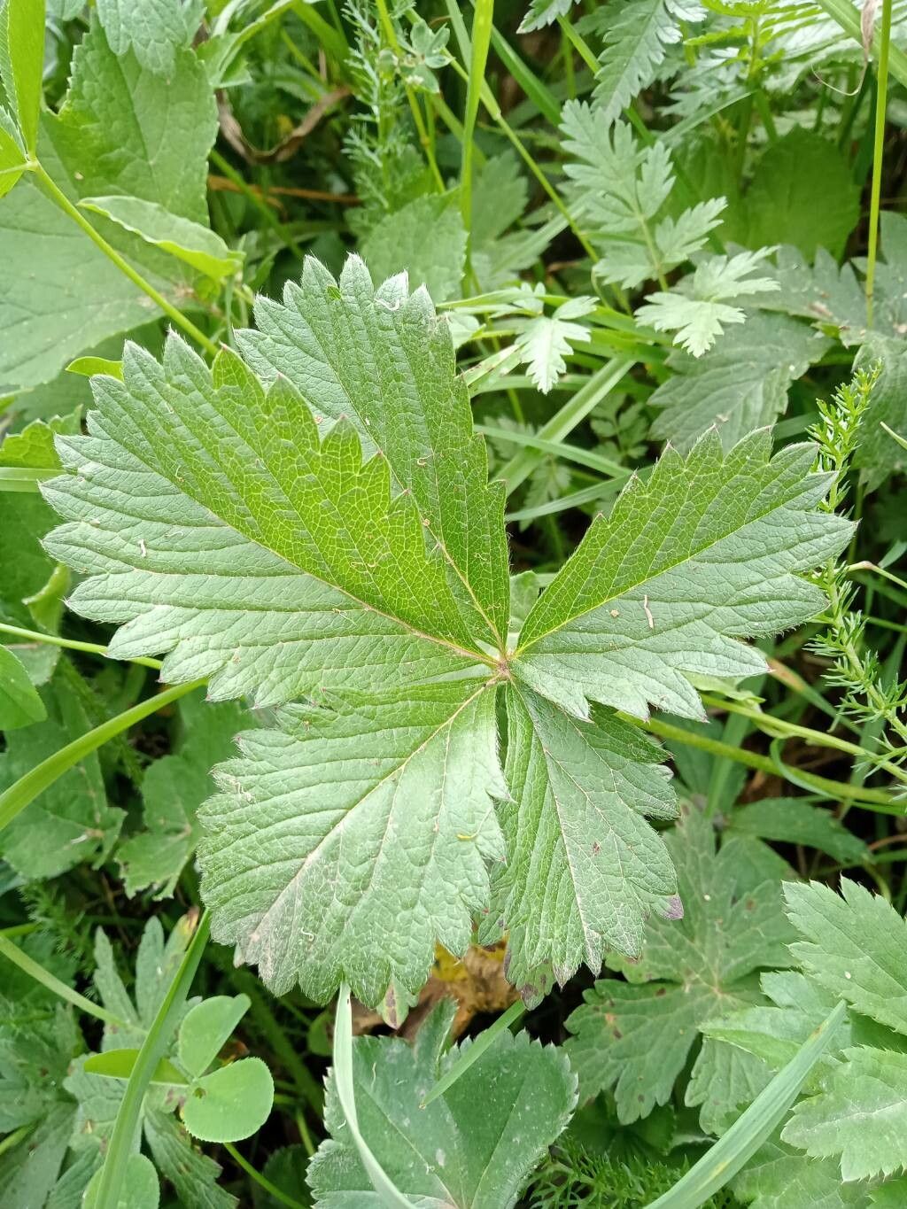 Potentilla delphinensis — search result for 'Potentilla'