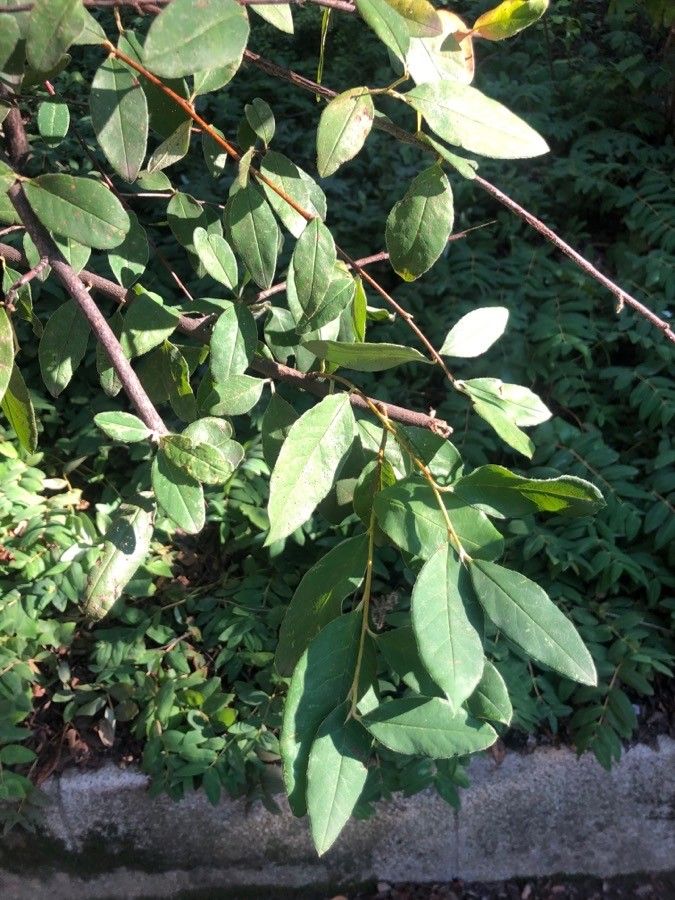 Cotoneaster cooperi — houseplant care guide