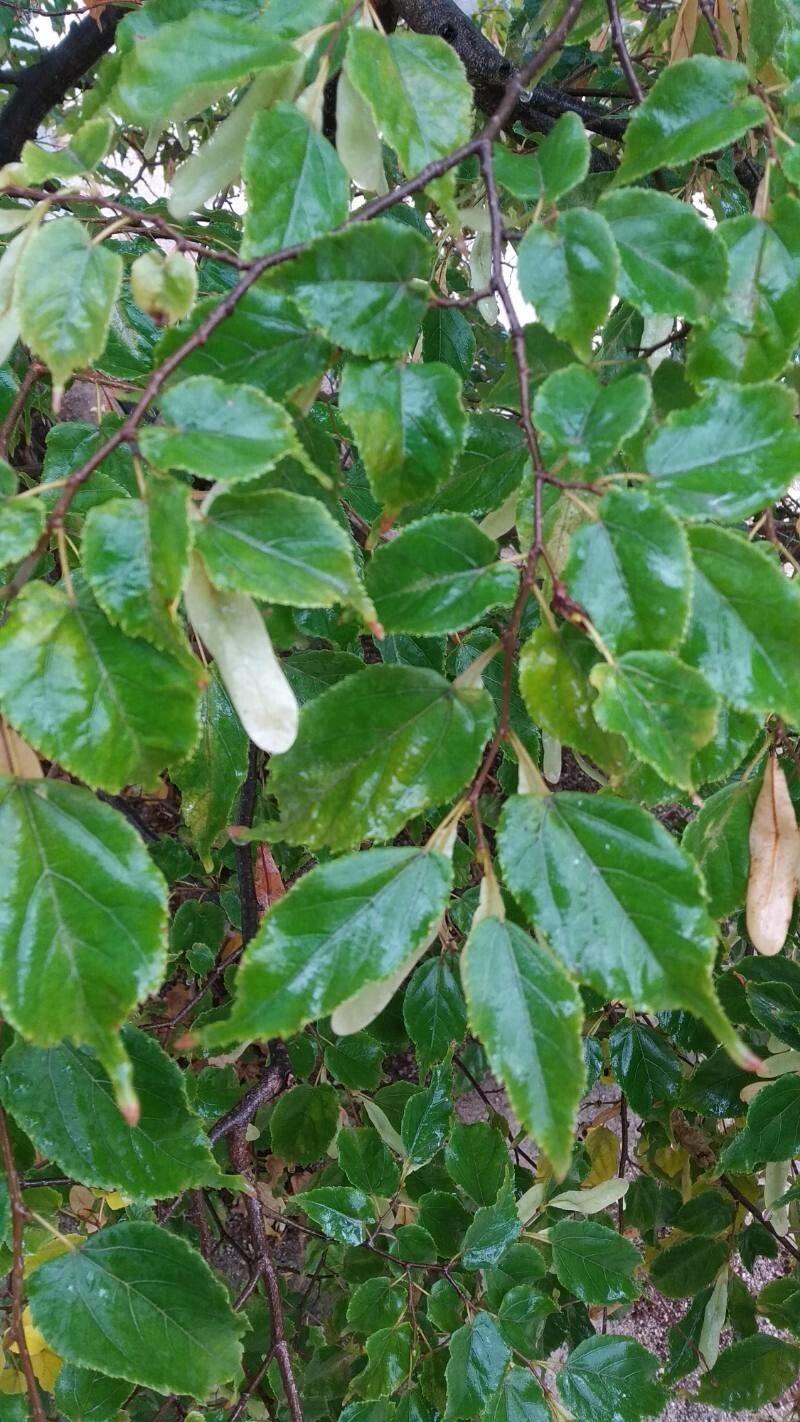 Tilia kiusiana flower