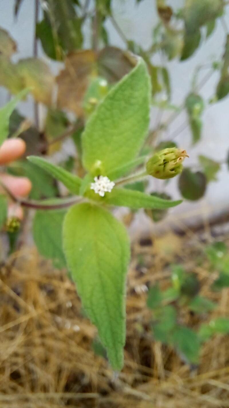 Blainvillea acmella flower