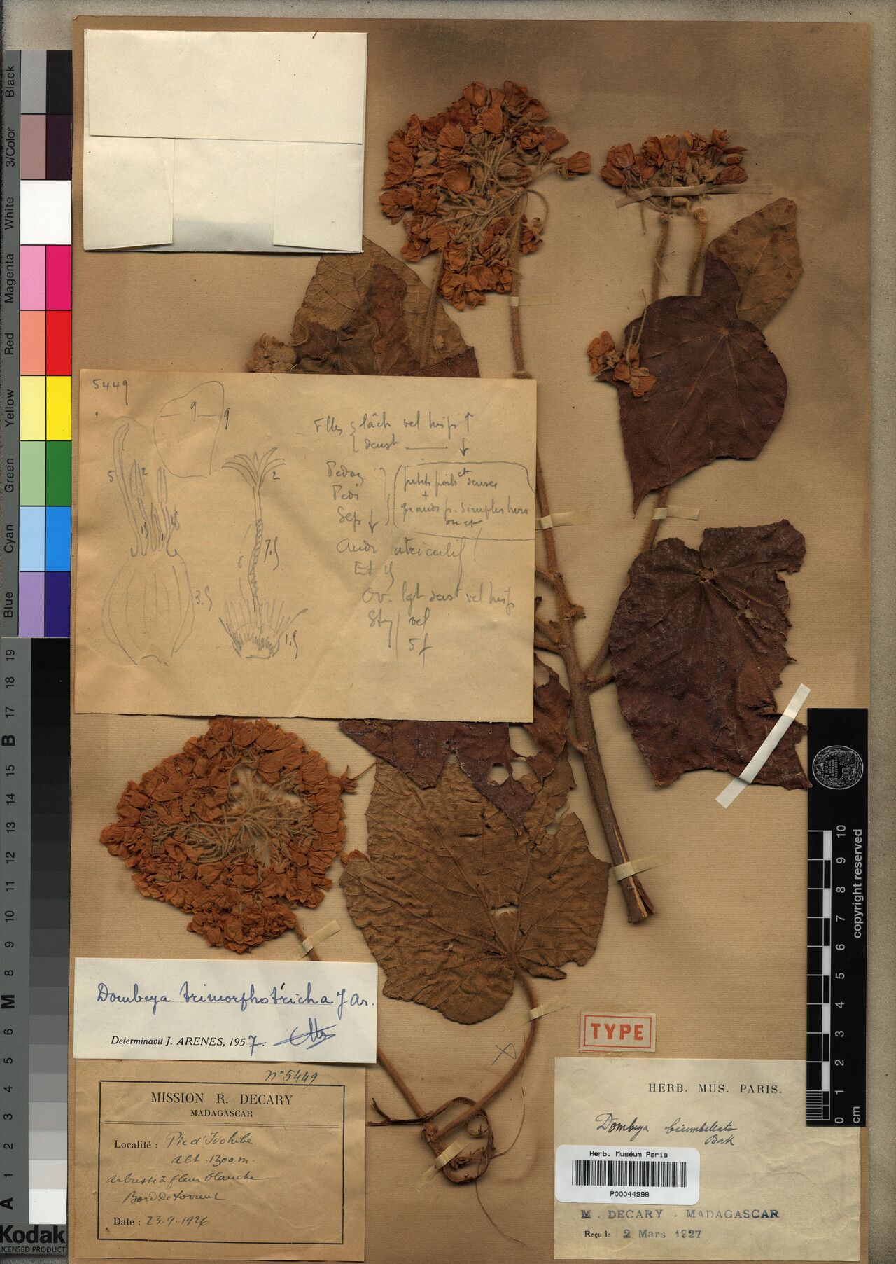 Dombeya trimorphotricha — houseplant care guide