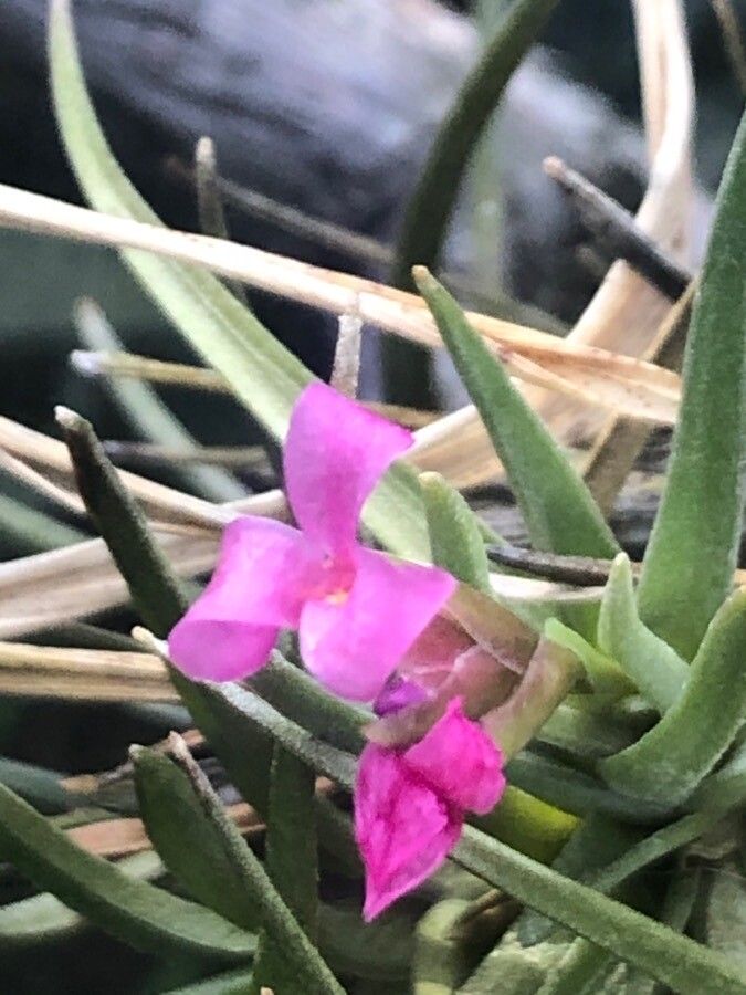 Tillandsia argentina flower