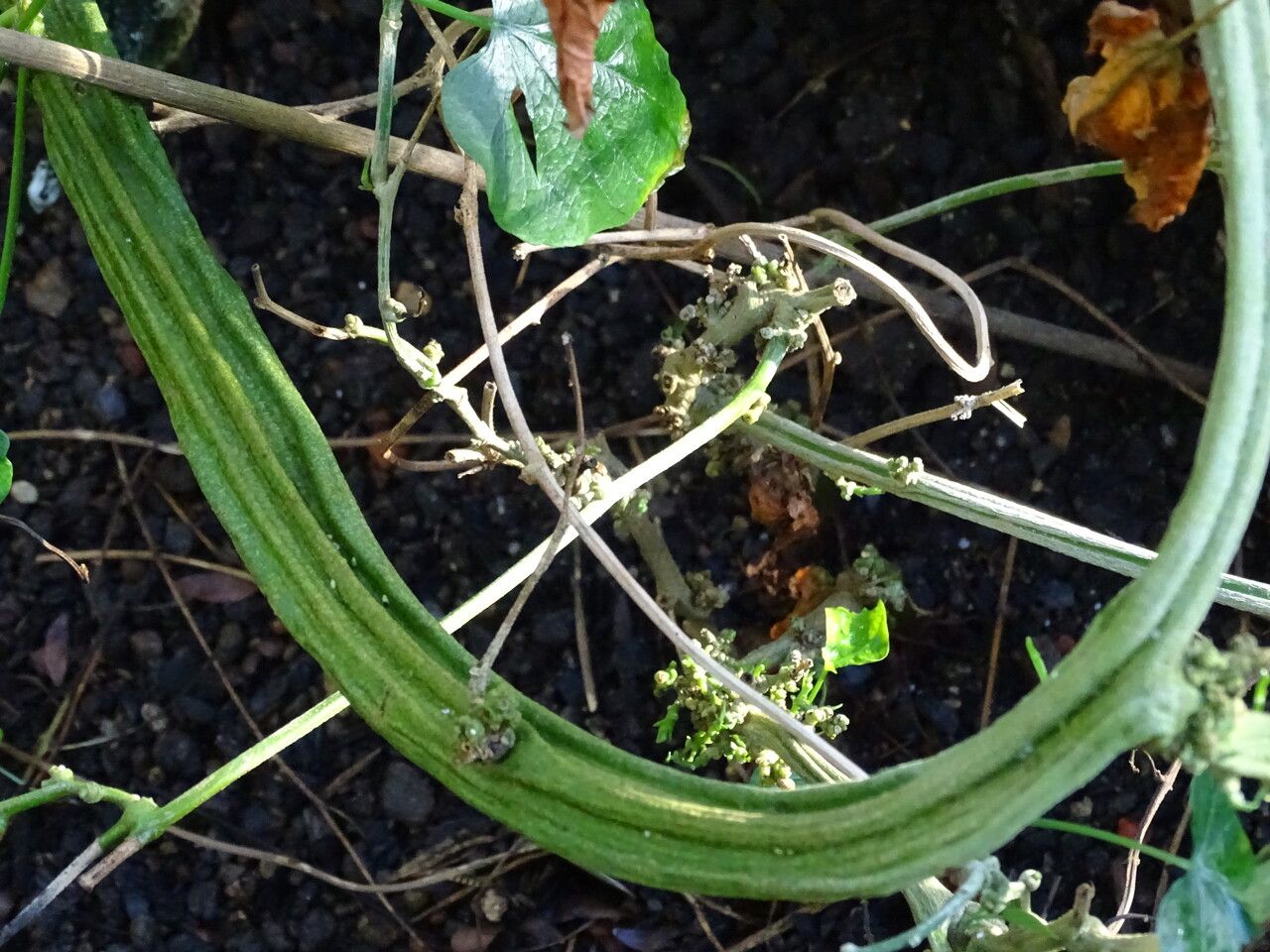 Ipomoea corymbosa bark