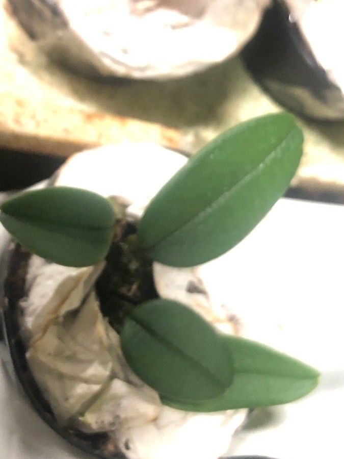 Bulbophyllum frostii leaf