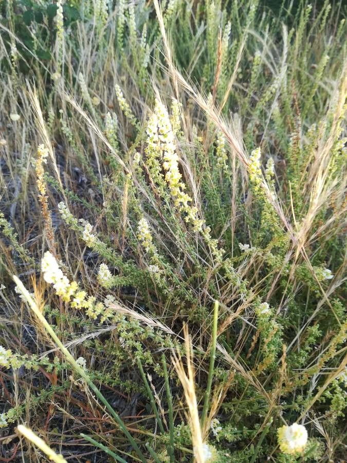 Sesamoides purpurascens flower