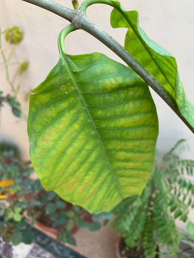 Odontadenia macrantha leaf