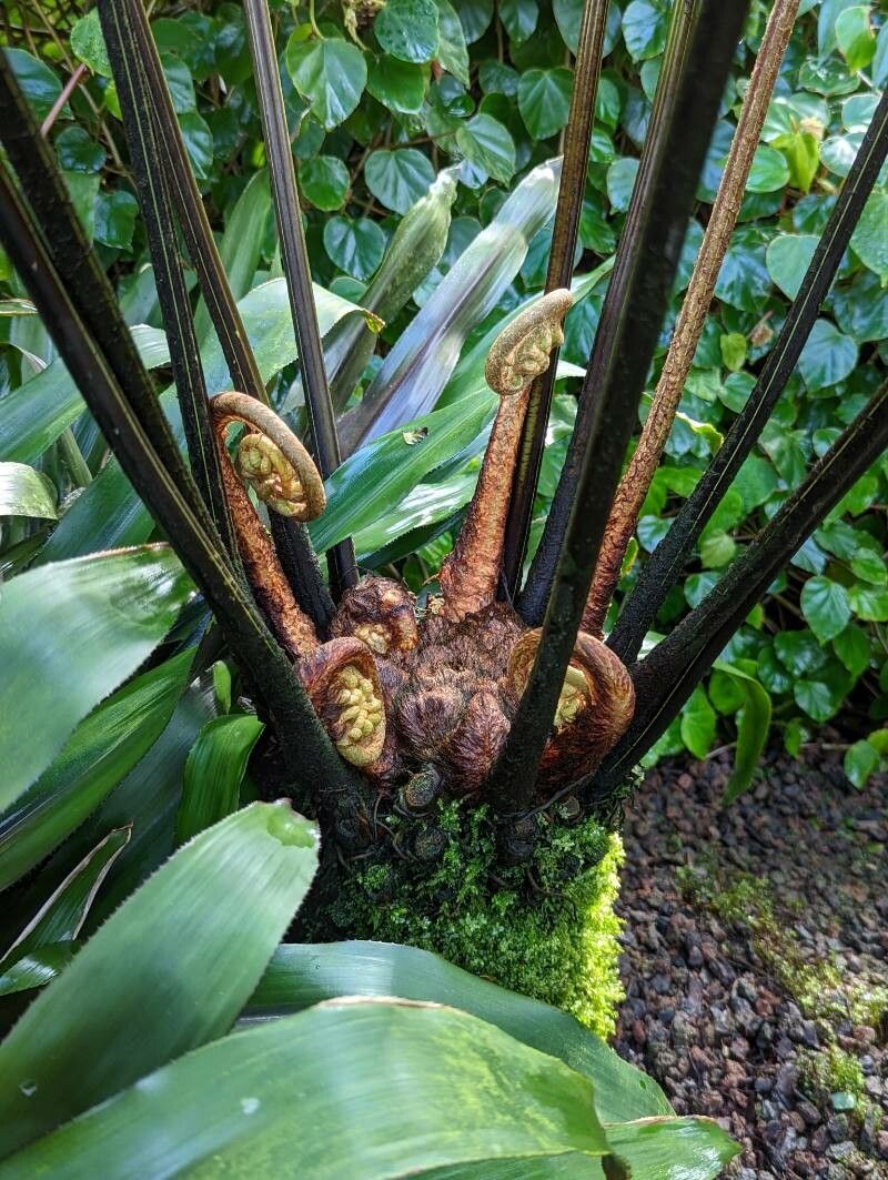 Didymochlaena truncatula bark