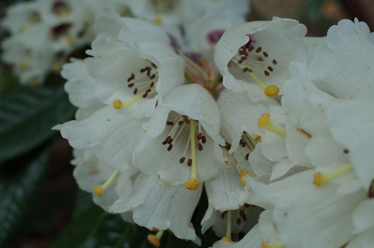 Rhododendron semnoides flower