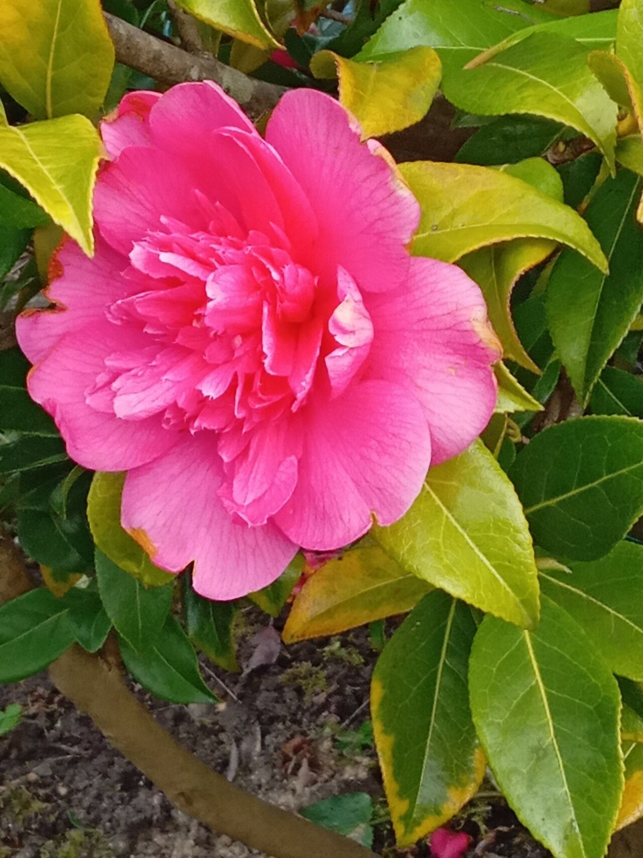 Camellia × williamsii flower