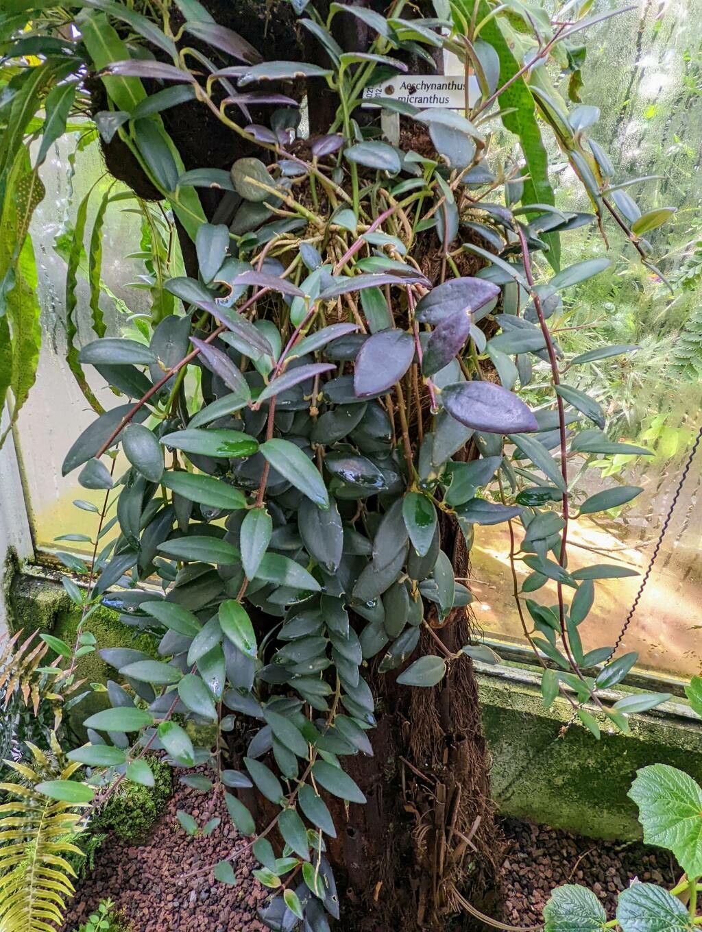 Aeschynanthus micranthus habit