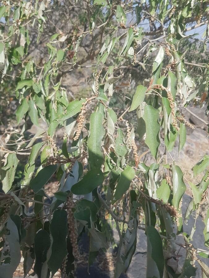 Croton gratissimus fruit