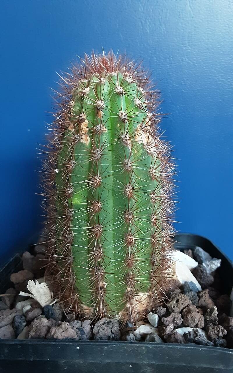 Cleistocactus spp. — search result for 'Cleistocactus'