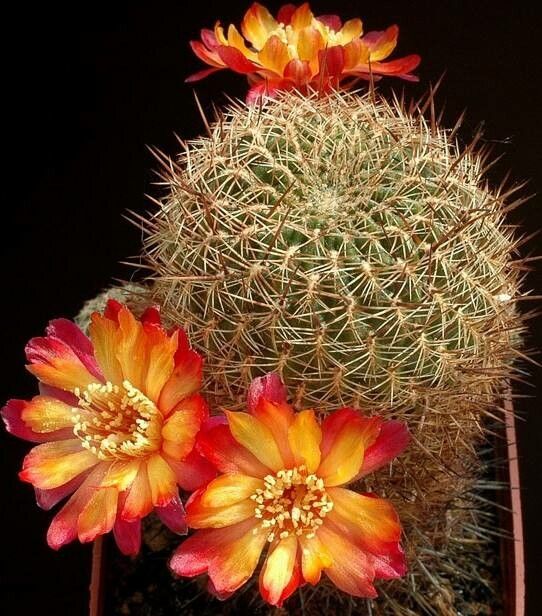 Rebutia steinbachii habit