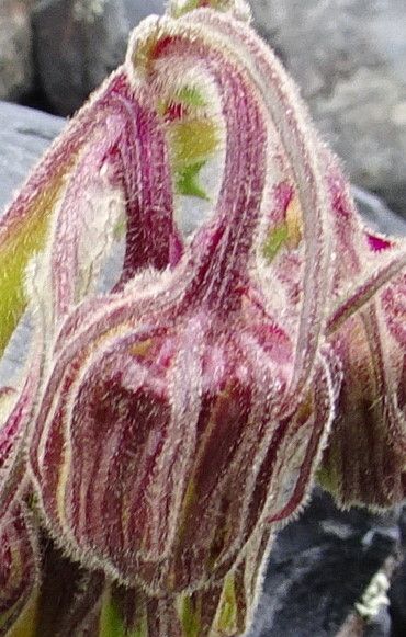 Senecio rhizomatus flower