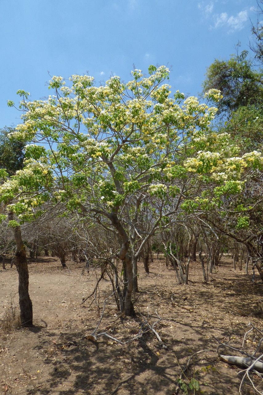 Cladostemon kirkii habit